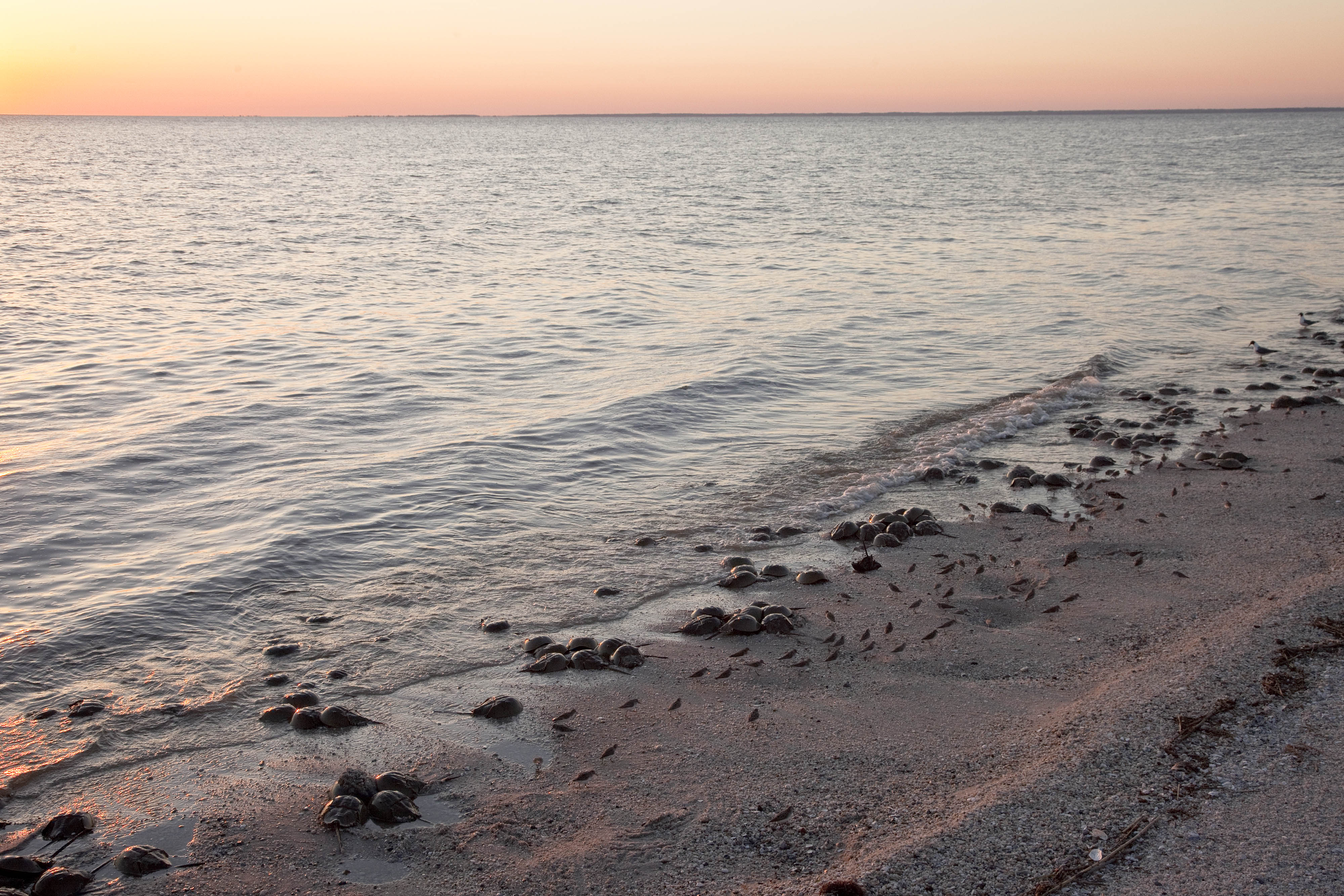 Contact Us Horseshoe Crab Recovery Coalition