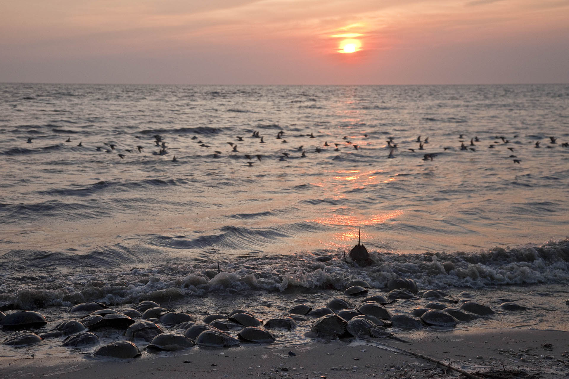 The Coalition Horseshoe Crab Recovery Coalition