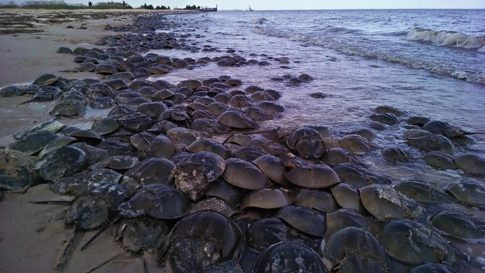 Horseshoe Crab Recovery Coalition Saving the American Horseshoe Crab