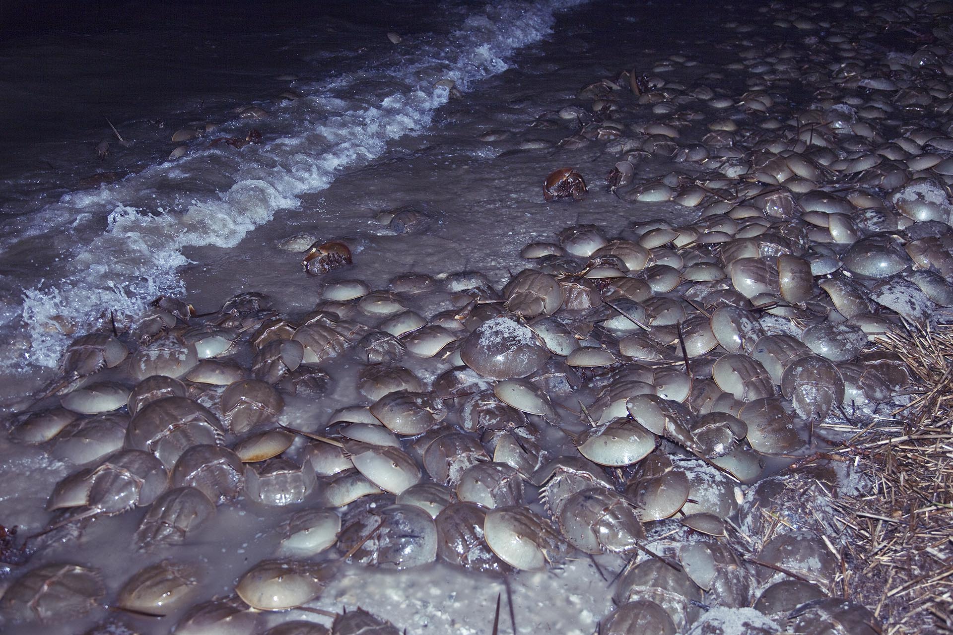 Take Action Horseshoe Crab Recovery Coalition