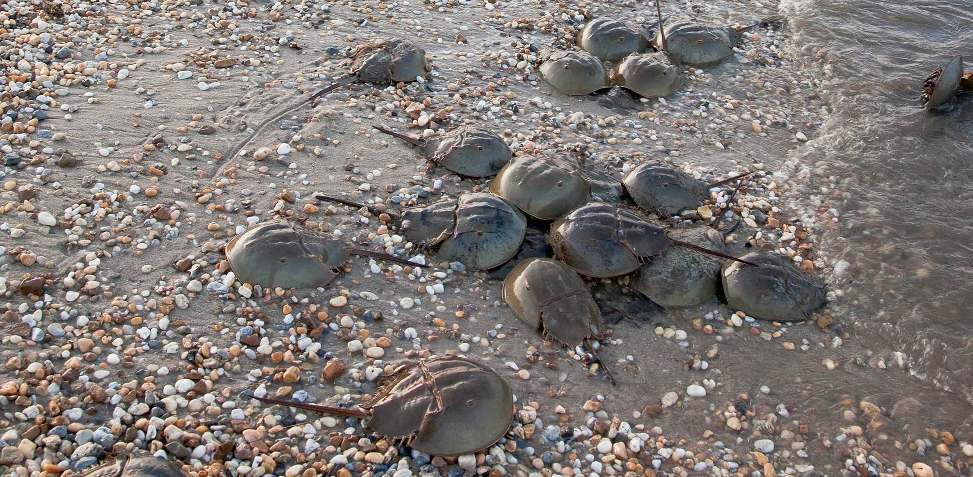 News Horseshoe Crab Recovery Coalition